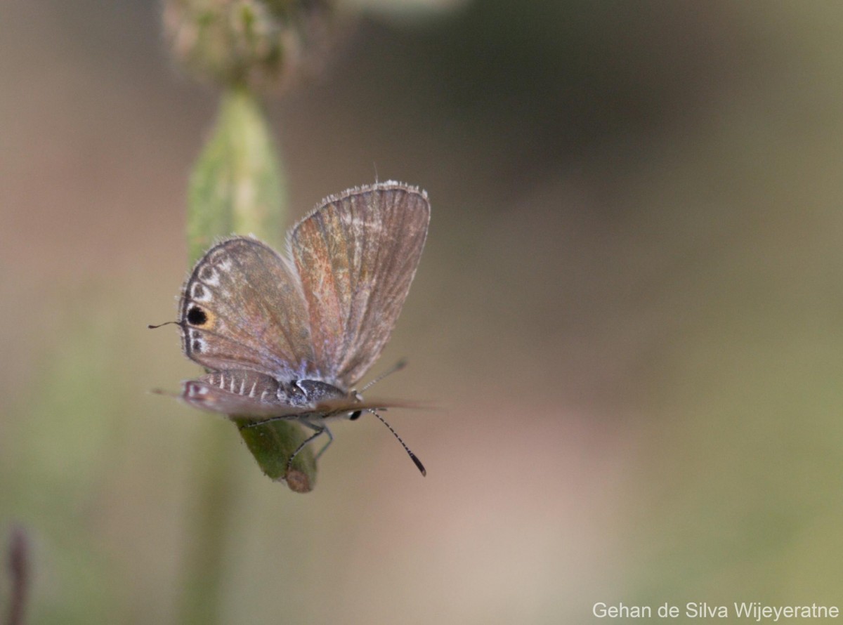 Chilades parrhasius Fabricius, 1793